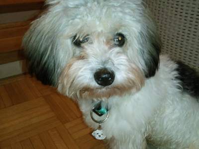 coton bron.jpg